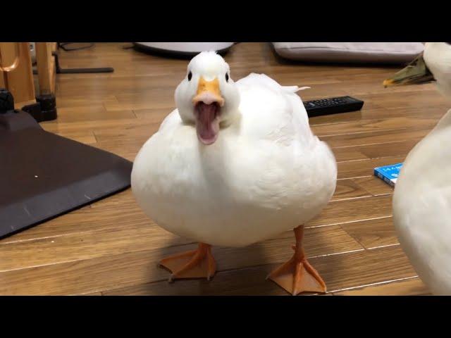 Our Pet White Call Duck Quacking, Quacking!