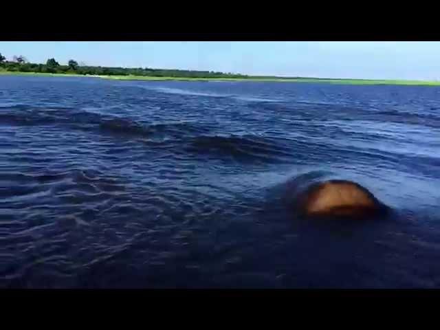 Hippo Charge on Chobe River Jan2015, recorded with iPhone 6; Botswana, Awesome but crazy dangerous.