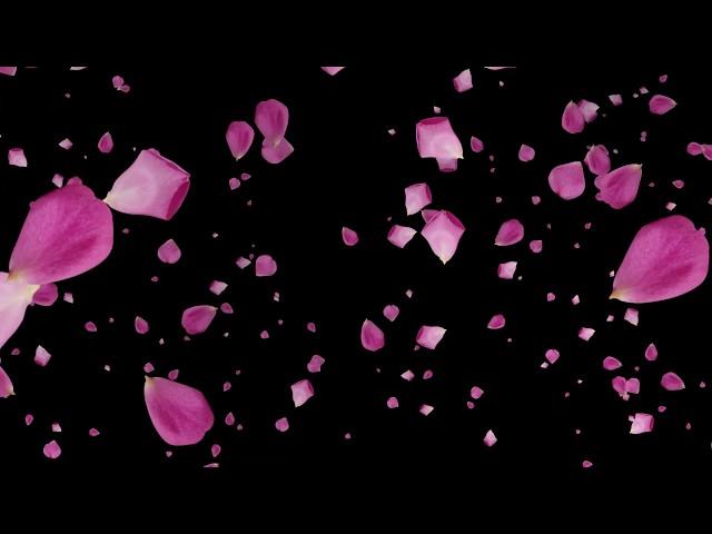 Falling Rose Petals Blue, Black & Green Screen Background Video Effect