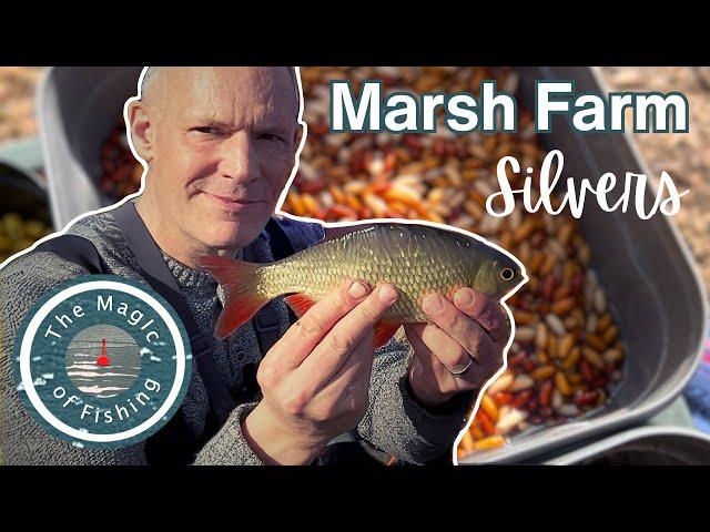 BAGGING with silver fish at Marsh Farm in Surrey