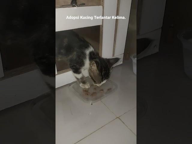 Adopsi Kucing Terlantar Lagi. #adopsikucing #kitty #viral