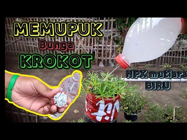 Tips Memupuk Bunga KROKOT