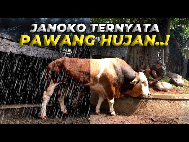 FAKTA BARU..! JANOKO BISA BERHENTIKAN HUJAN..!