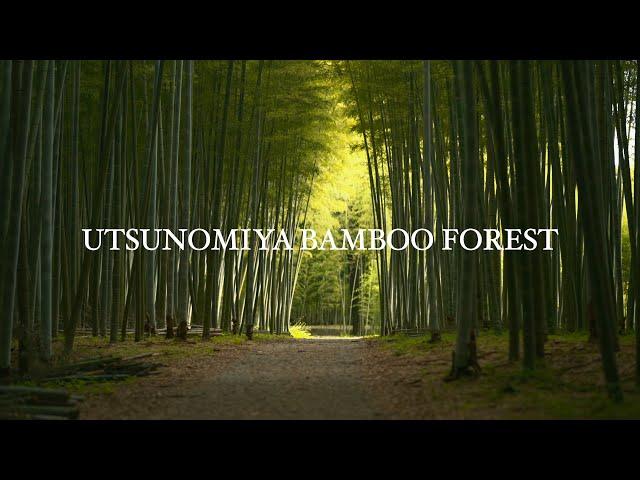 Utsunomiya Bamboo Forest - Japan (4K HDR) / 若竹の杜 若山農場