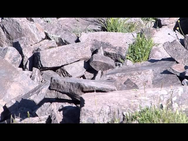 American Pika collecting vegetation. Fishlake NF, Utah.