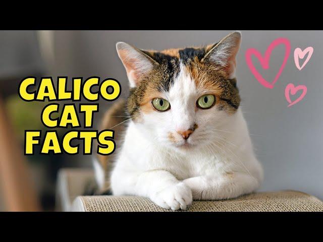 10 Amazing Facts About Calico Cats