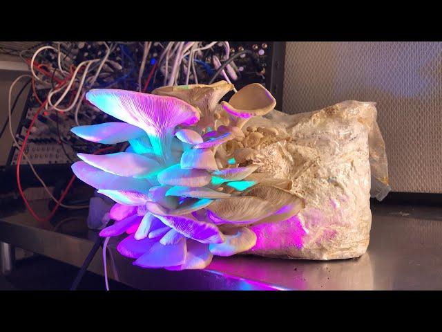 Oyster mushroom plays synth all night long before becoming breakfast LIVE PERFORMANCE