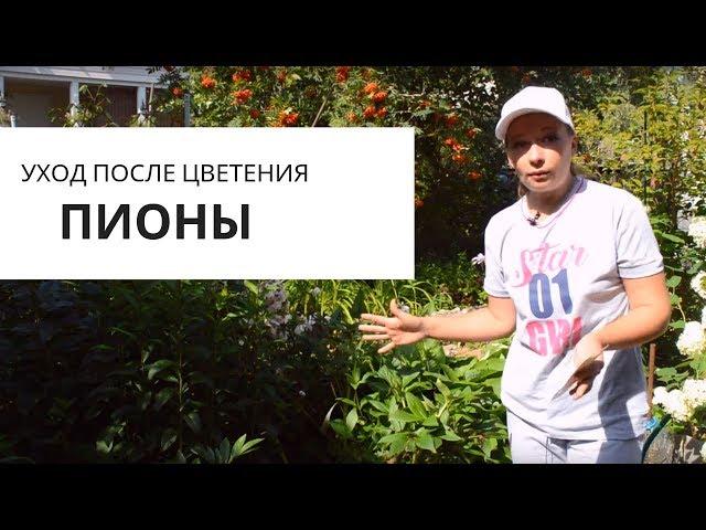 Пионы после цветения: обрезка, подкормка