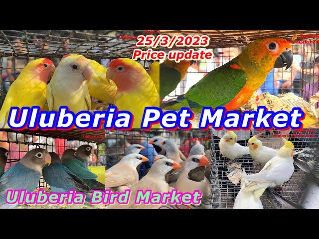 Recent Exotic Bird Price Update ,Uluberia Bird  MARKET,Today Cheapest price Bird Market.25/03/2023