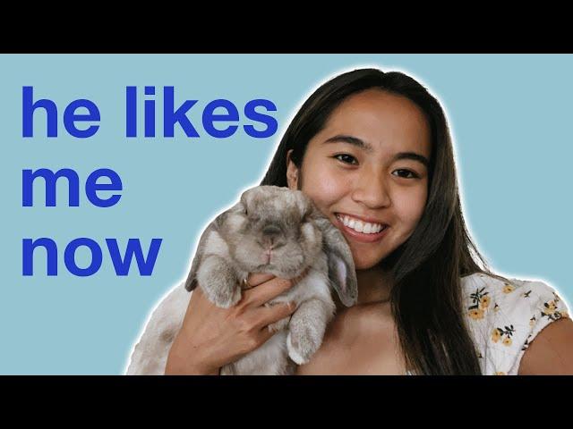 GAINING TRUST | How to get your rabbit to like you