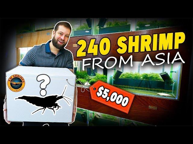 Unboxing $5,000 worth of Caridina from KW SHRIMPS Singapore