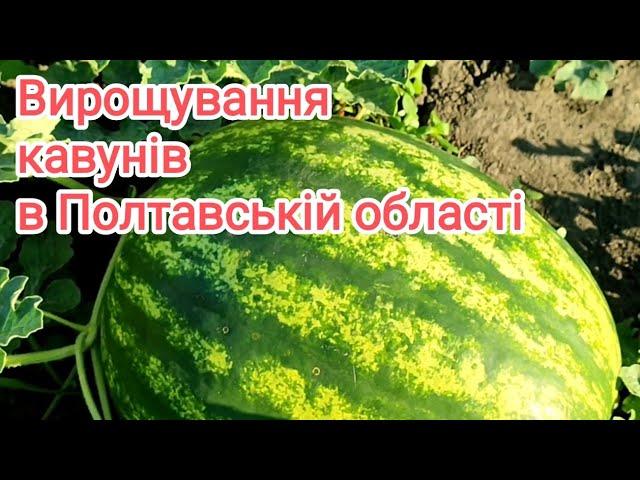 Кавуни 2023р. Мої улюблені гібриди 