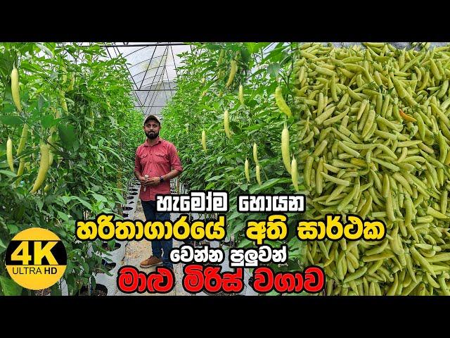 අතිසාර්ථක මාළු මිරිස් වගාව | Greenhouse Capsicum Farming | #garden #capsicum #smartagri #polytunnel