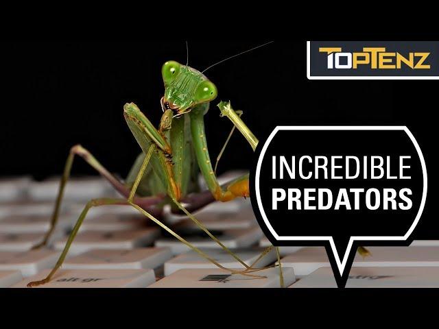 10 Mad Facts About the Praying Mantis