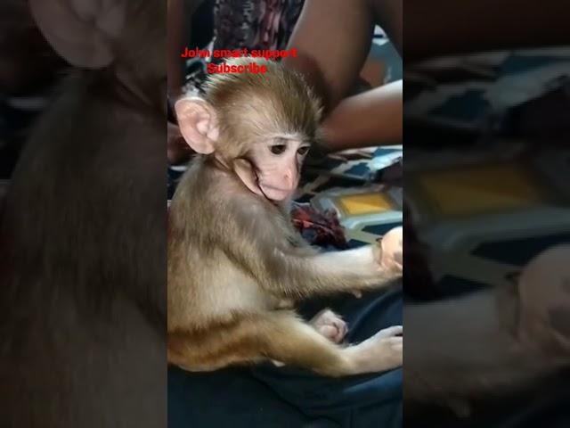 my Viral video Monkey Baby sweet video