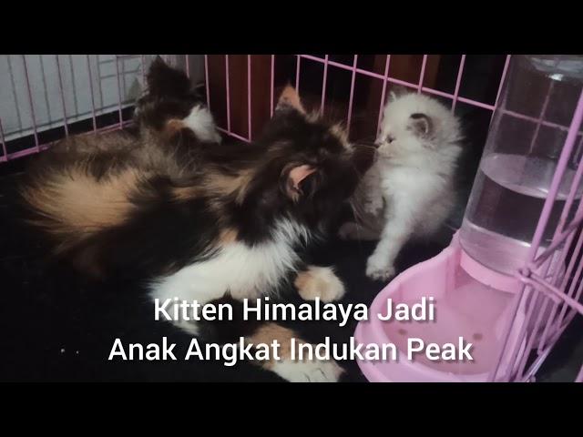 Kitten Himalaya Jadi Anak Angkat Indukan Peaknose - JUAL KUCING BOGOR