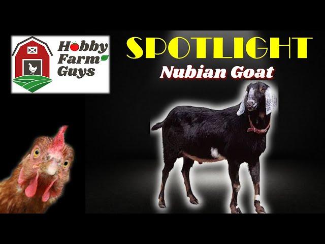 HFG Farm Animal Spotlight: Nubian Goats [Revisit]