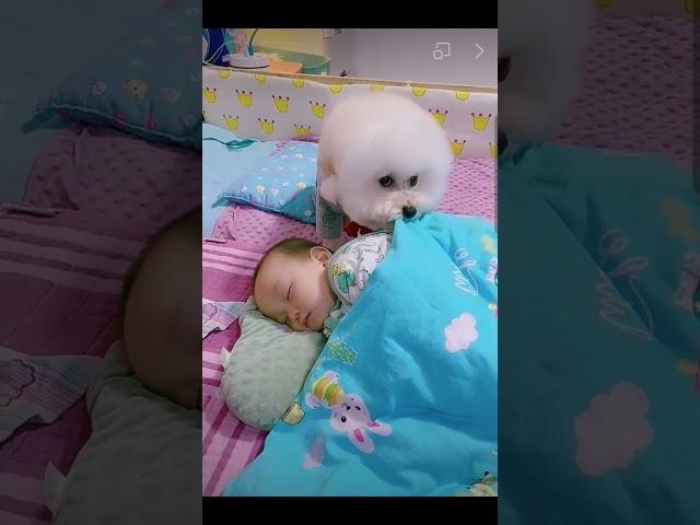 ️️Most heartwarming & touching~ Cute Dog Takes Care Of Cute Baby