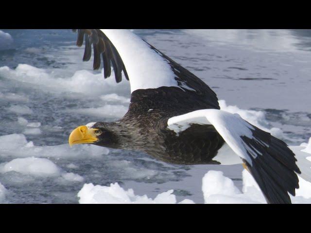 Steller's Sea Eagle