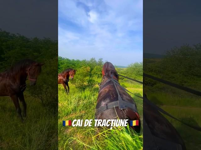 Cai de tracțiune #viral #foryou #india #tiktok #cai #horses #cavallo #shorts #expozitiecai