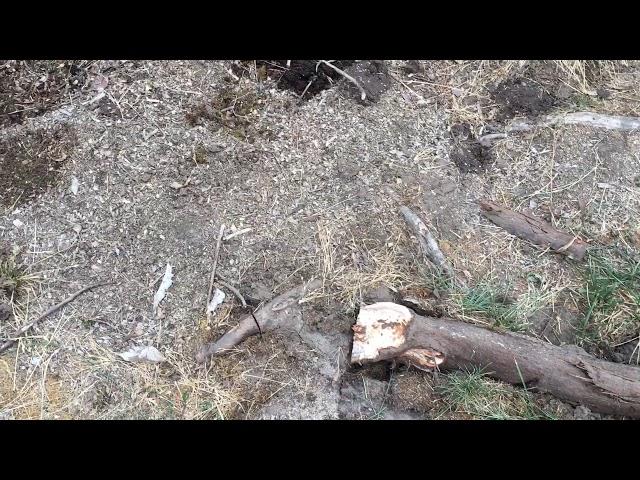 How to remove tree roots using reciprocating saw