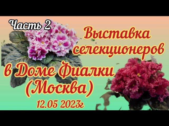 ФИАЛКИ - 2023. Выставка  в Доме Фиалки с 12-15.05.23г. (Часть 2) #фиалки #выставкафиалок #домфиалки