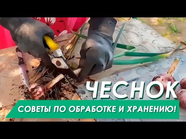 Когда убирать зимний чеснок! Совет по обработке и хранению.