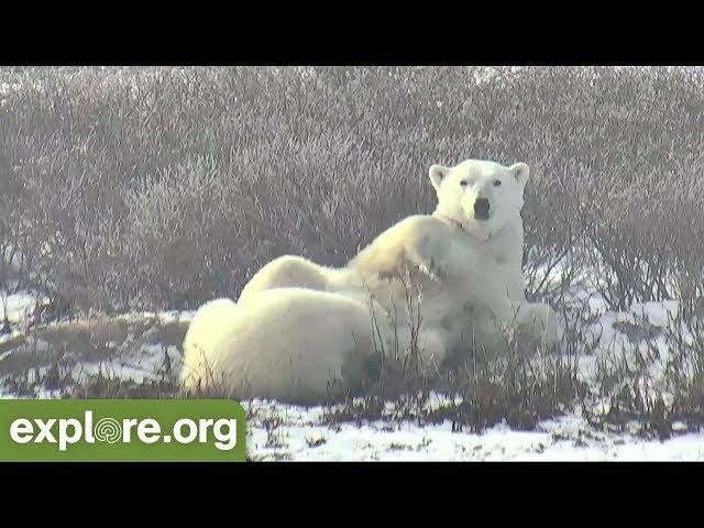 Polar Bear Experts Explain Behavior of Mother and Cub - Live Chat