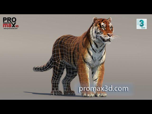 Siberian Tiger 3D Model with Fur - Updated