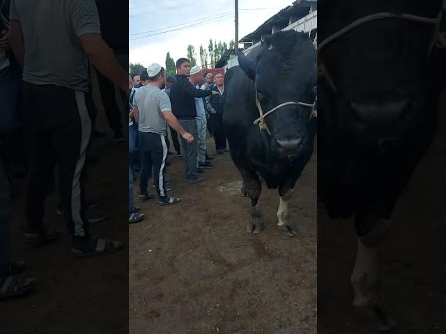 Гигант  Асака Узбекистон Пайшанба мол бозори ...