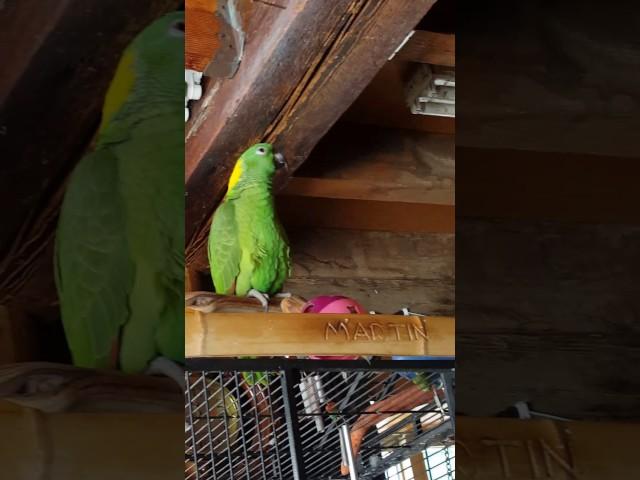 Martin The Parrot imitating an orgasm Unbelievable