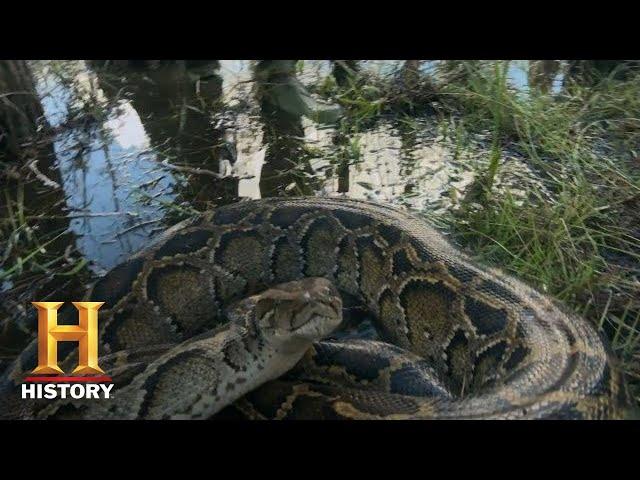 Swamp People: Serpent Invasion: TROY CATCHES HUGE PYTHON (Season 1) | History