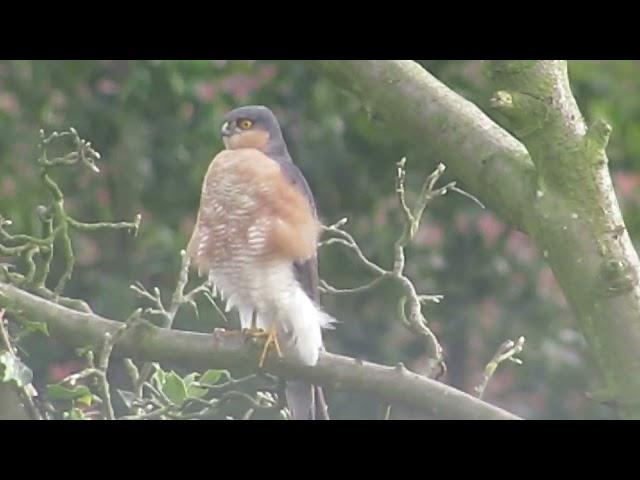 EURASIAN SPARROWHAWK:A Mini Documentary