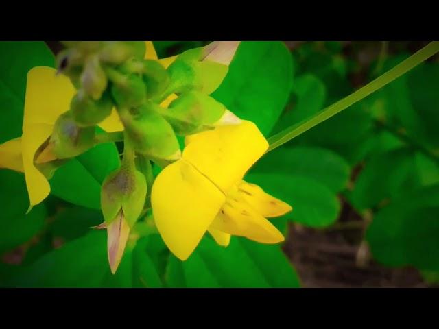 Incredible Yellow Green Flower Photography | From'S Photography | From'S | Feeling Happy Mix Studio