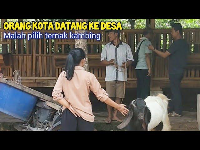 Kepincut Ternak Kambing, Memilih Fattening Dari Hasil Breedingan Sendiri