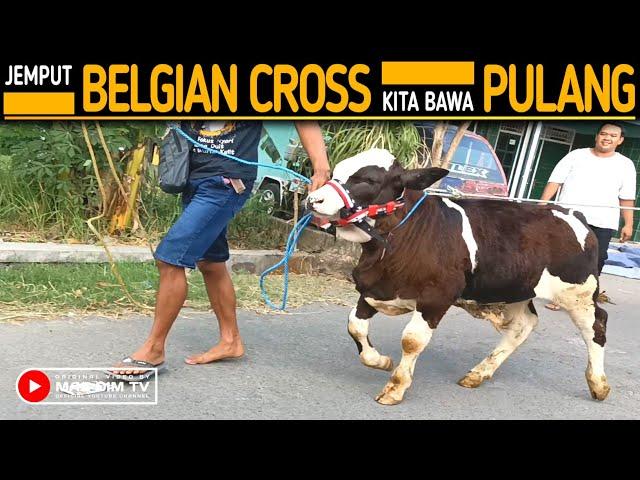 Jemput Pedetan Super Belgian Cross Kita Bawa Pulang !!