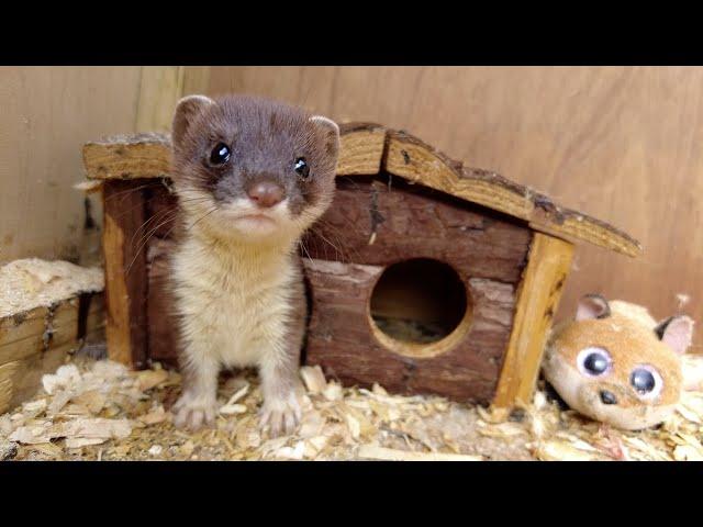 Helping Orphaned Stoat Kits Get A Wild Upbringing | Rescued & Returned to the Wild | Robert E Fuller