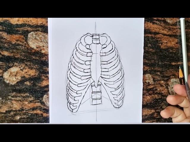 Easy Rib Cage Diagram drawing  // How to draw Rib Cage Diagram // Science Diagram Class 10