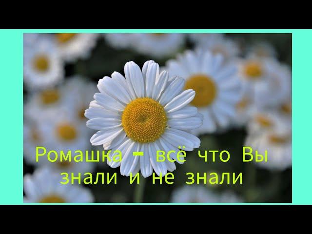 РОМАШКА. Что вы не знали о ромашке. Борьба с грибком. Создано с участием искусственного интеллекта.