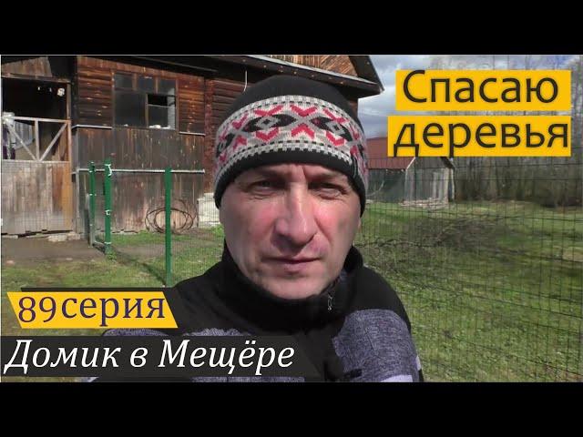 Спасаю свои деревья и провожу экскурсию по огороду. Домик в Мещёре, серия 89