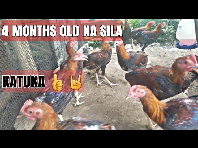 Ito Gamit q Patuka / 4 Months Old Chicks/Backyard Breeder/Manok