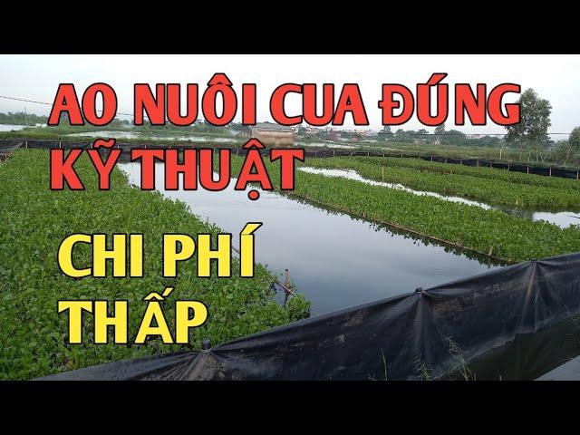 Mô hình nuôi cua đồng trong ao tại Hải Dương