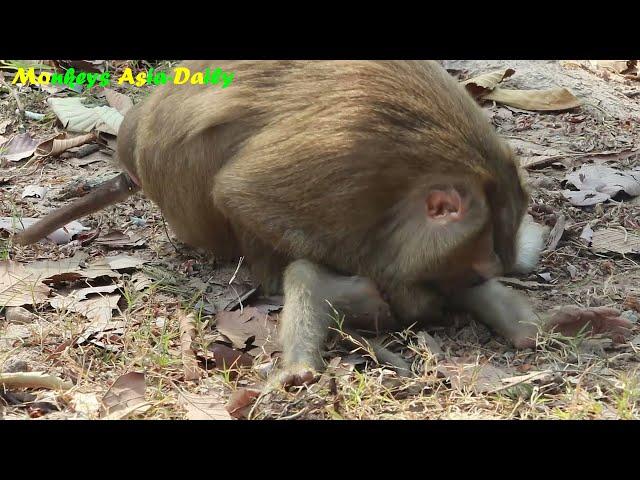 Daily Monkey Rex ,Rex Climb The Tree Without Mum Carry Up