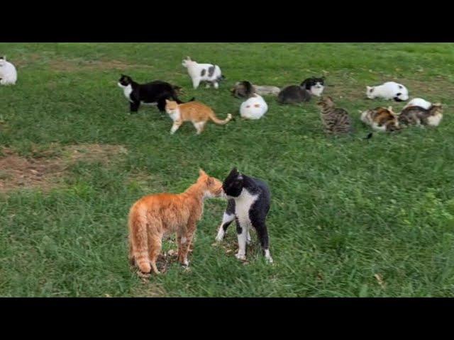 Cat Fight broke out in the park where hundreds of cats live.