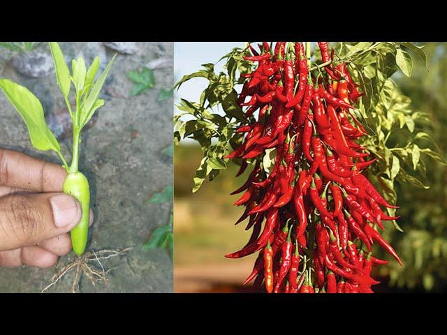 Tips for growing chilli tree with lemon tree, propagate pepper chilli at home