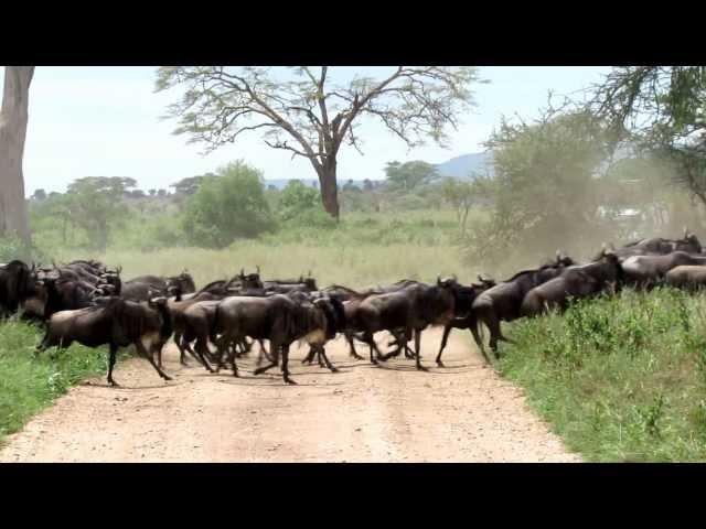 Wildebeest stampede in the Serengeti