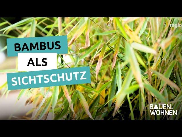 Bambus als Sichtschutz I BAUEN & WOHNEN