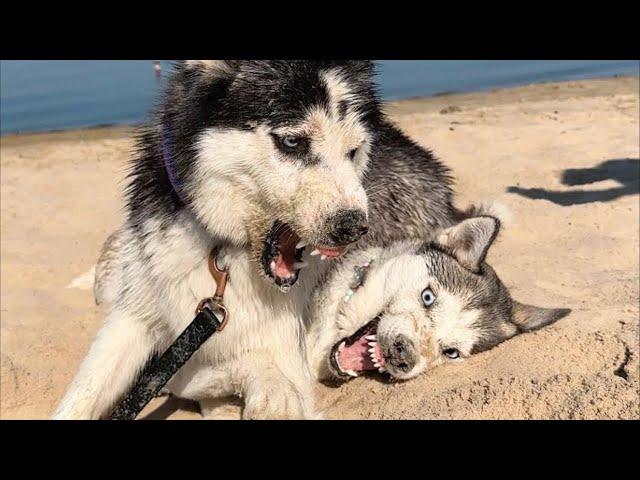 ЗАМЕС в Прямом эфире… Хаски и Маламуты Дарят Подарки и МЕРЧ!