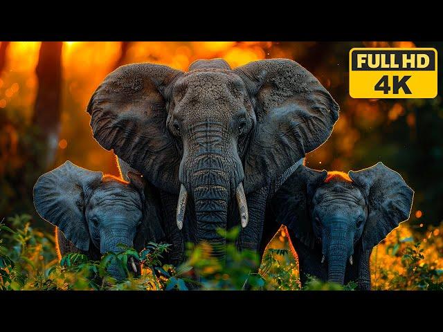 Animals & Wildlife 4K ULTRA HD - Relax with Nature & Soothing Music, Best Relaxation Music