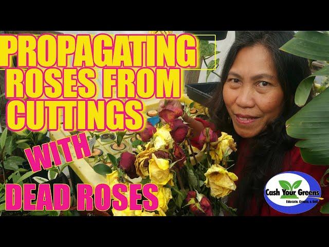 HOW TO GROW ROSES FROM CUTTINGS / PROPAGATING ROSES WITH FOGPONICS